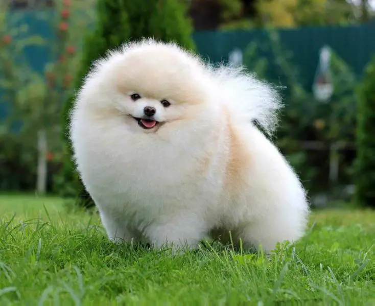 JCh.RUS, Ch.RUS, OANKOO, RFSS, RKF Toy Taun Optimus Prime