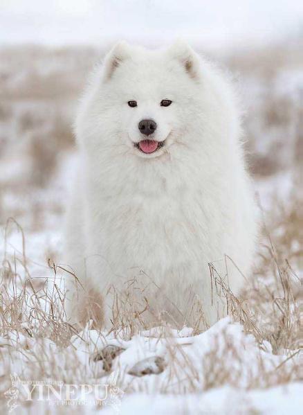 INT CH, JCH BIH, CH SLO Princess From Fairy-Tale Blanja Polar