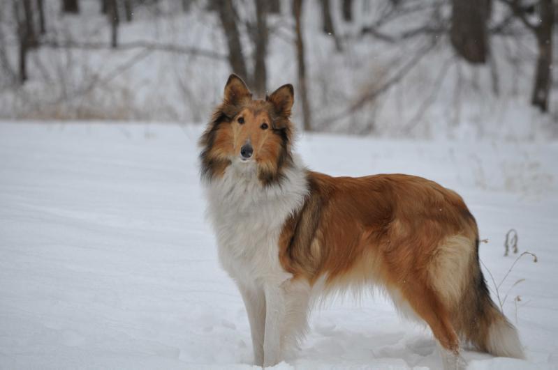 Scotts Foxy Lady