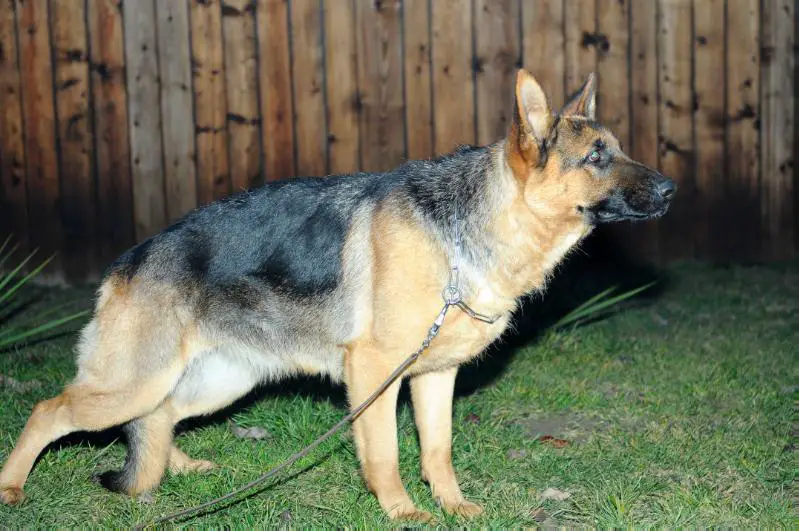 Excelent 1, CACJ, BJ, BB, BOB, 4 și simplu Hara (Bosco x Gilda)