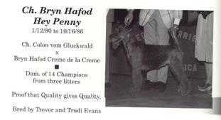 Bryn Hafod Hey Penny