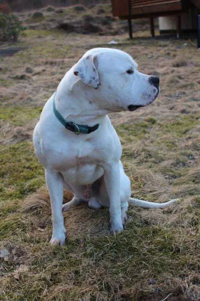 CCBulls Jimi Hendrix