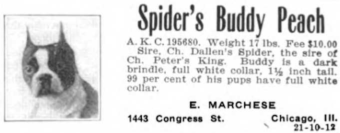 Spider's Buddy Peach 195680