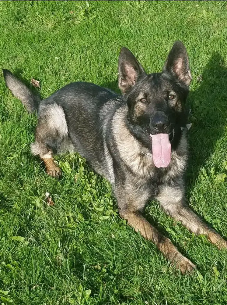 Blaze vom Haus Hansen