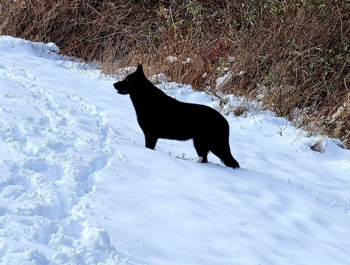 Redneck Woman v Sudlich