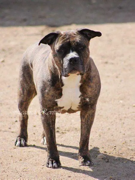 CH.Rus.RKF. MAK: INT.CH WW CH.Mos SHANS KALLISTO