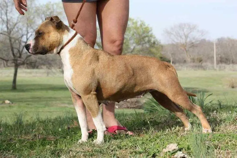 Sha-D Blue's Blazing Beauty