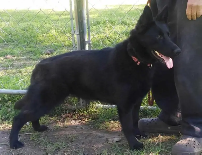 Koyote Von Boorman Haus