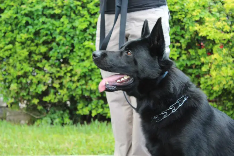 SAM STARKEN GEIST VOM WERCO
