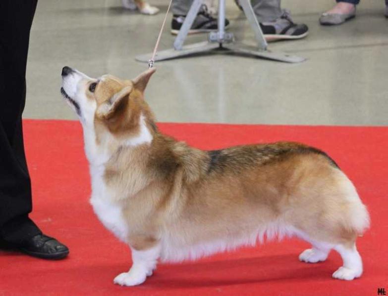 Lux.Ch. J'Adore Annwn's Lassie des Contamines