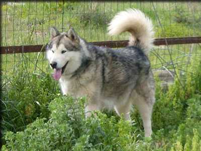 Fulgor Principum della Vigna della Corte