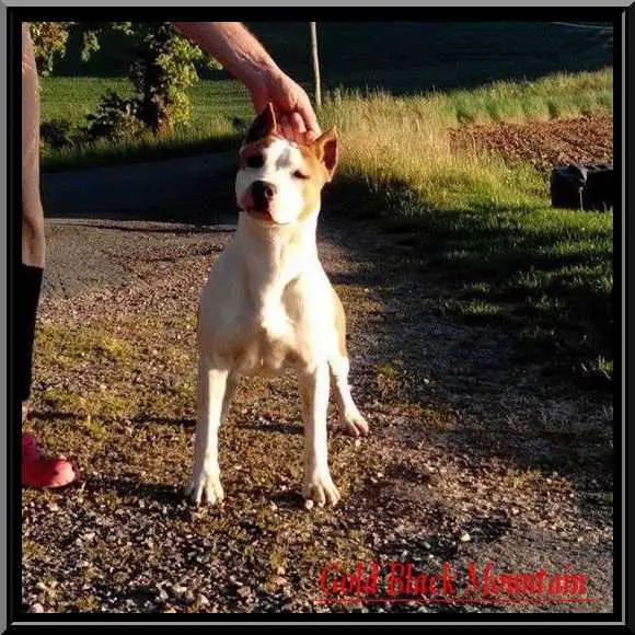 I'm a lady By Gold Black Mountain