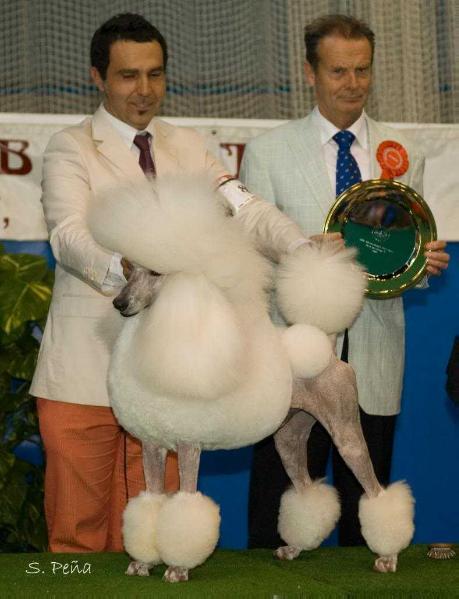 BIS. Int. Gbz. Pt. Es. Ch Penndragon Dream Don Gaucho