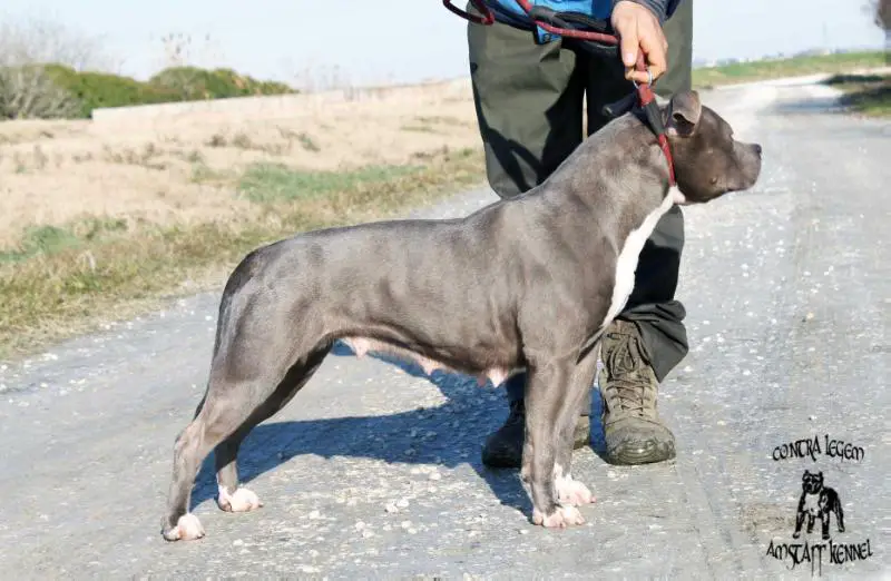 Contra Legem Nina Urqu