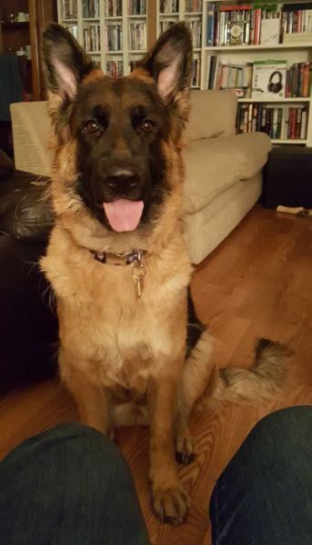 Quinzel Vom Haus Kuhn