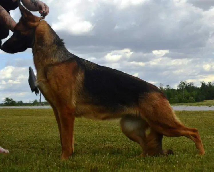 Life's Great Pleasures Java Vom Appleridge