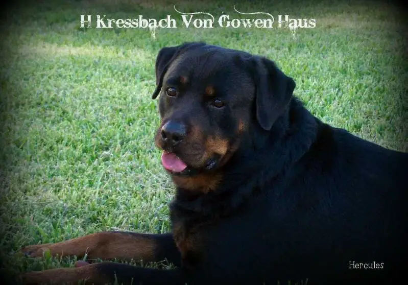 H Kressbach Von Gowen Haus