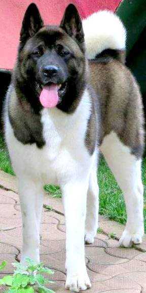 RO CH, RO/BG JCH Ariel From Moules Garden