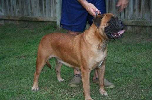 Trugrit´s Sweet Samatha