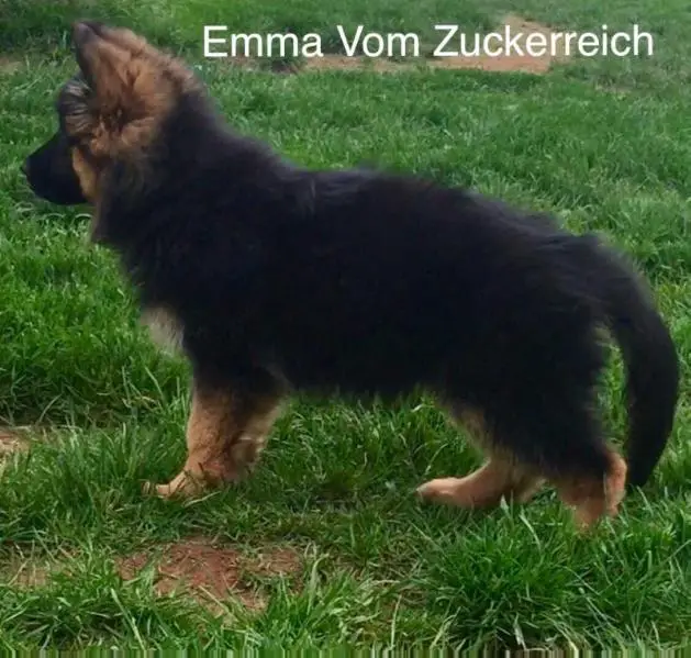 Emma Vom Zuckerreich