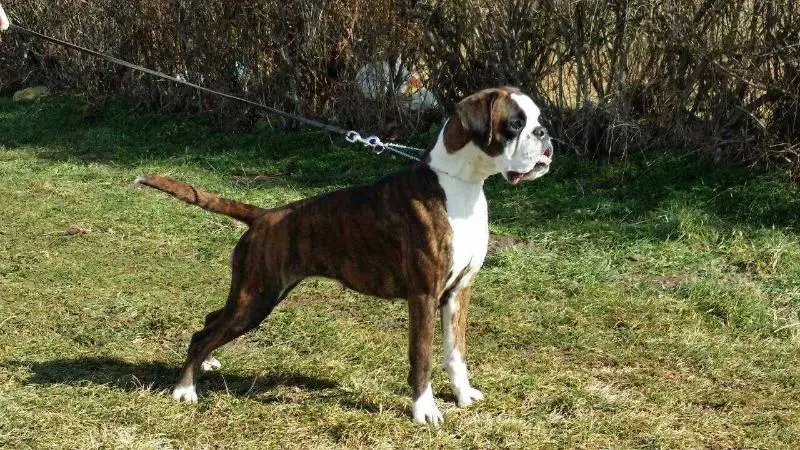 Grazia von der Burg Singidunum