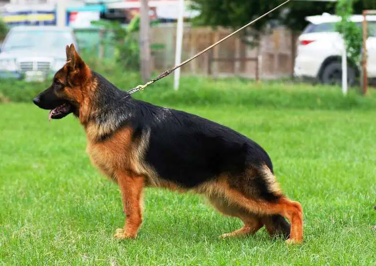 Actor vom Branch Mark