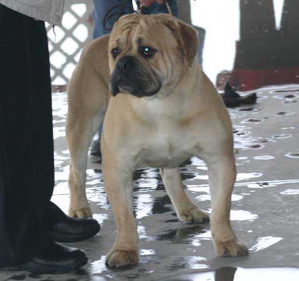CH Kings River Bulldogge's Spartan