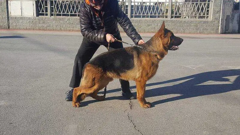 Cruzz della Scuderia Santoro