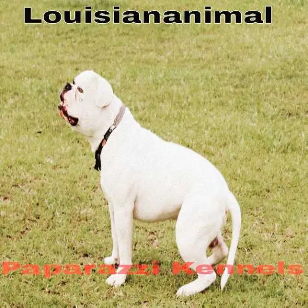 Louisiananimal of Paparazzi Kennels