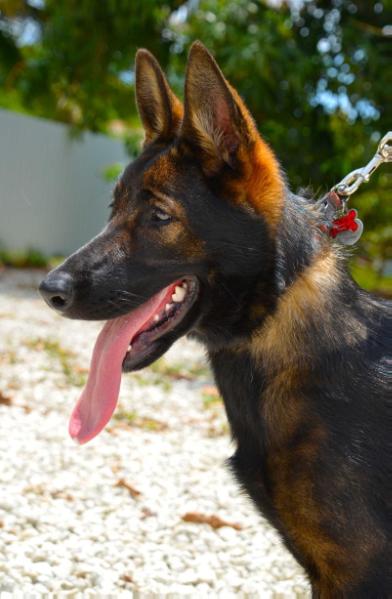 Shirkka Vom Kustenwache