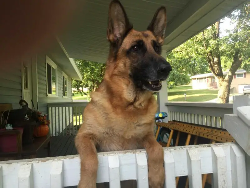 Avaugh Vom Haus Drajin