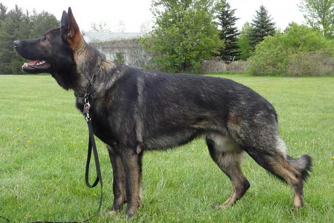 Sacha Von Harter Hund