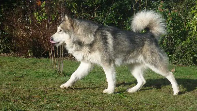 EXCNE Bright Northern Star's Etchouka