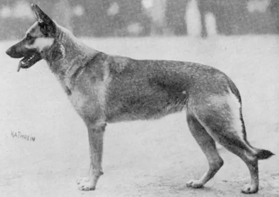 Ulla vom Haus Schütting