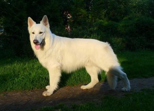 ch rus, rkf s nezhny zver raskat