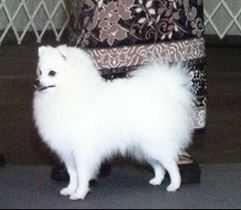 AKC CH Artc's Mgc's Lion In Winter
