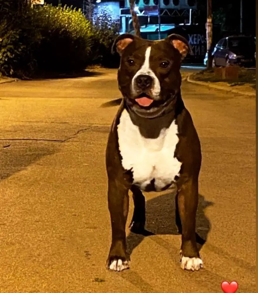 Excellent,CAC,R.CACIB FANTASTIC KING OF RING’S