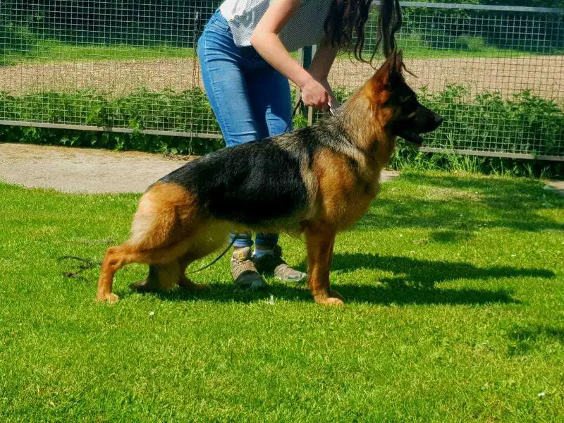 Evita vom Drei Schwarze Engel