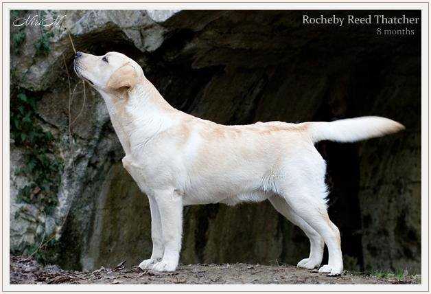JCH UA. FT Duck - III Rocheby Reed Thatcher