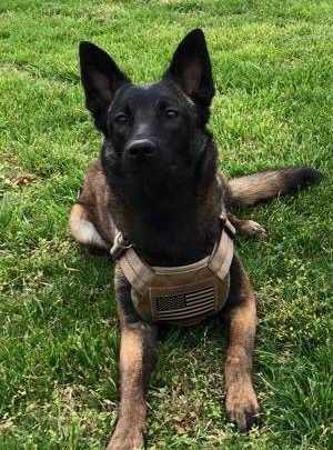 Sooner of CK-K9 LLC