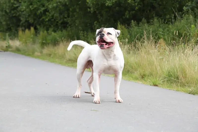 Pure Passion`s Dennis