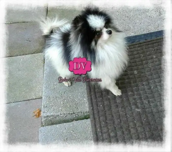 Dolce Vita's Panda Bear Of Cherubacres