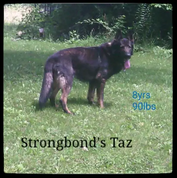 Strongbond's Taz
