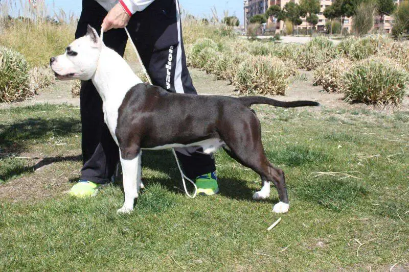 river side staff odin