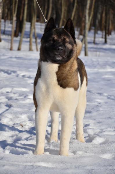 INT'L/BLR/RUS/UKR/LV/LT/EST/BALT CH, RUS JCH Dan-Star-Kom Hakiko