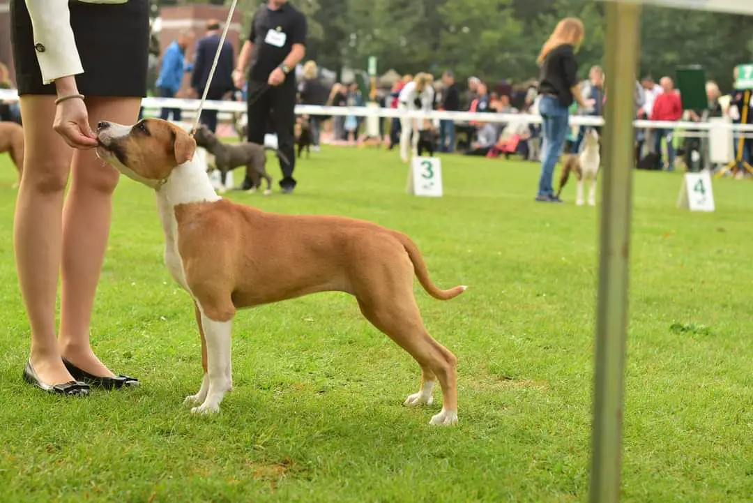 GODDESS OF VICTORY Amstaff From Angel