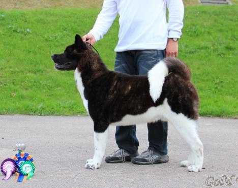 LT/LV/EST CH, LV/LT JCH Gol'd VS Fartoviy