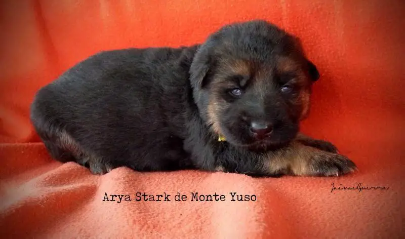 Arya Stark de Monte YUso
