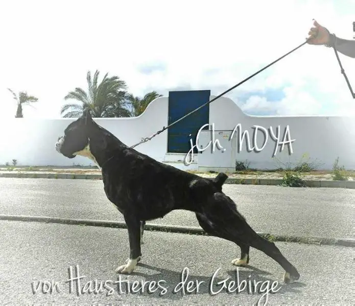 ChGi JChPt Noya von Haustieres der Gebirge