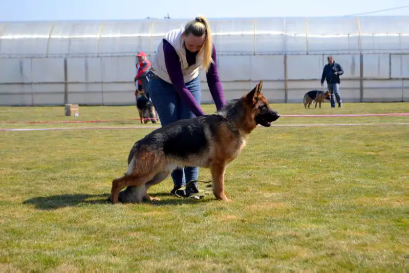 Born to Win von Shining Star Empire